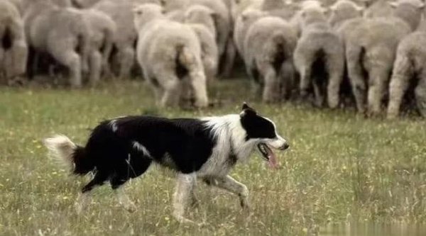 华丰金服 牧羊犬铁环震慑狼群，狼为何不敢硬碰？一条狗真能护全场？